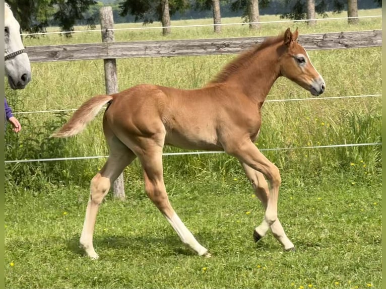 Caballo de deporte alemán Semental Potro (04/2025) 172 cm Tordo ruano in Beelitz