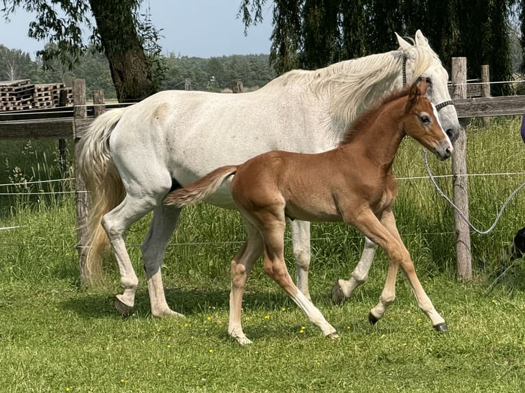 Caballo de deporte alemán Semental Potro (04/2025) 172 cm Tordo ruano in Beelitz