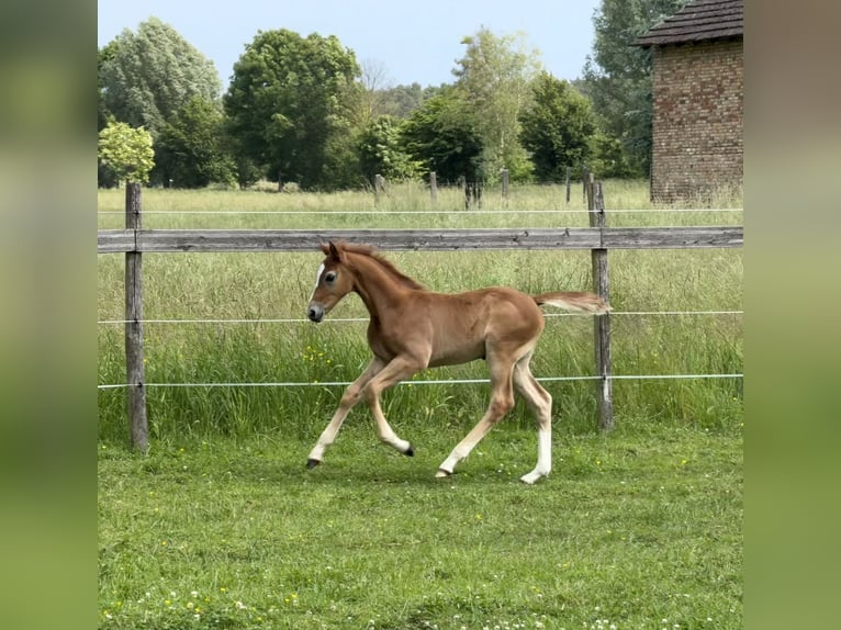 Caballo de deporte alemán Semental Potro (04/2025) 172 cm Tordo ruano in Beelitz