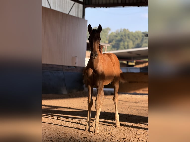Caballo de deporte alemán Semental Potro (03/2026) 173 cm Alazán-tostado in Ottweiler