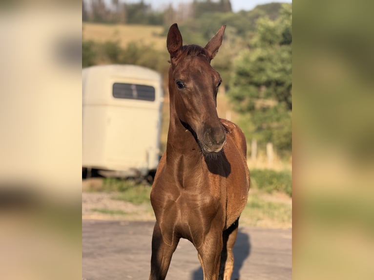 Caballo de deporte alemán Semental Potro (03/2026) 173 cm Alazán-tostado in Ottweiler