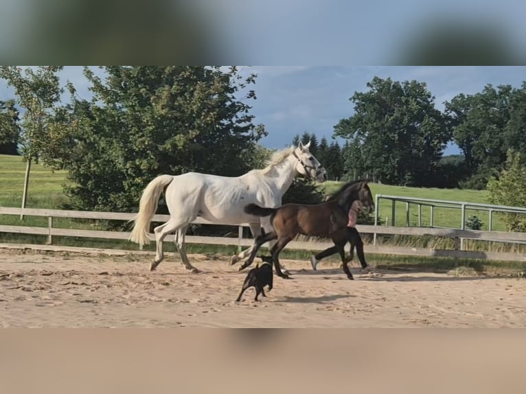 Caballo de deporte alemán Semental Potro (04/2025) 173 cm Musgo in B&#xFC;hlerzell