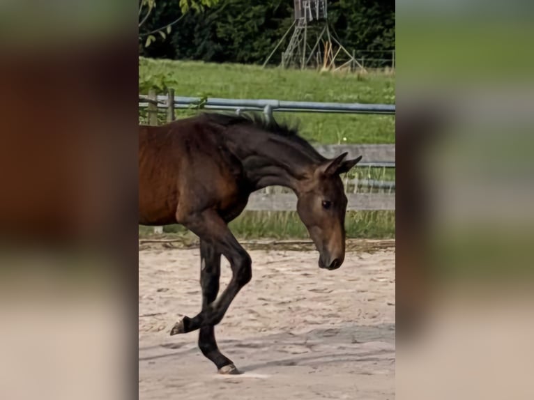 Caballo de deporte alemán Semental Potro (04/2025) 173 cm Musgo in B&#xFC;hlerzell