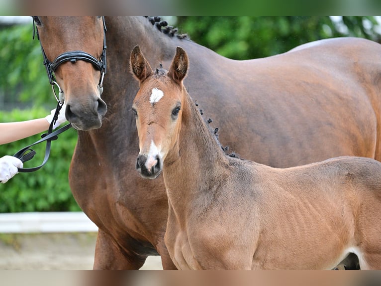 Caballo de deporte alemán Semental Potro (04/2024) 174 cm Castaño oscuro in Gollenberg