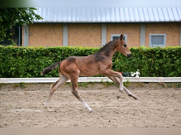 Caballo de deporte alemán Semental Potro (04/2024) 174 cm Castaño oscuro in Gollenberg