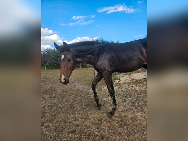 Caballo de deporte alemán Semental Potro (04/2024) 174 cm Castaño oscuro in Gollenberg