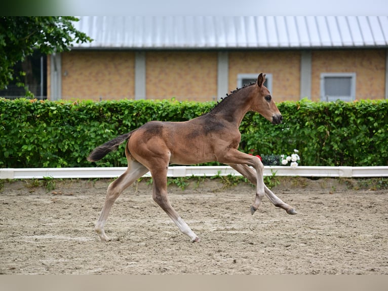 Caballo de deporte alemán Semental Potro (04/2024) 174 cm Castaño oscuro in Gollenberg