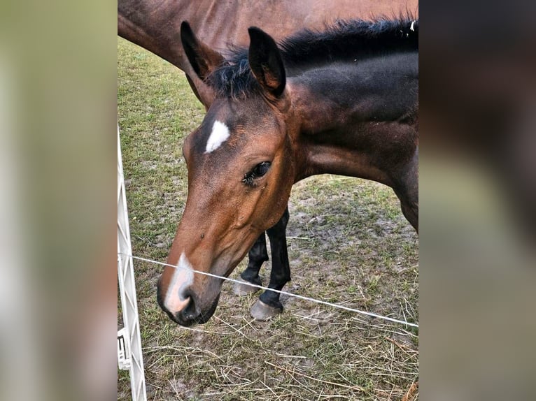 Caballo de deporte alemán Semental Potro (04/2024) 174 cm Castaño oscuro in Gollenberg