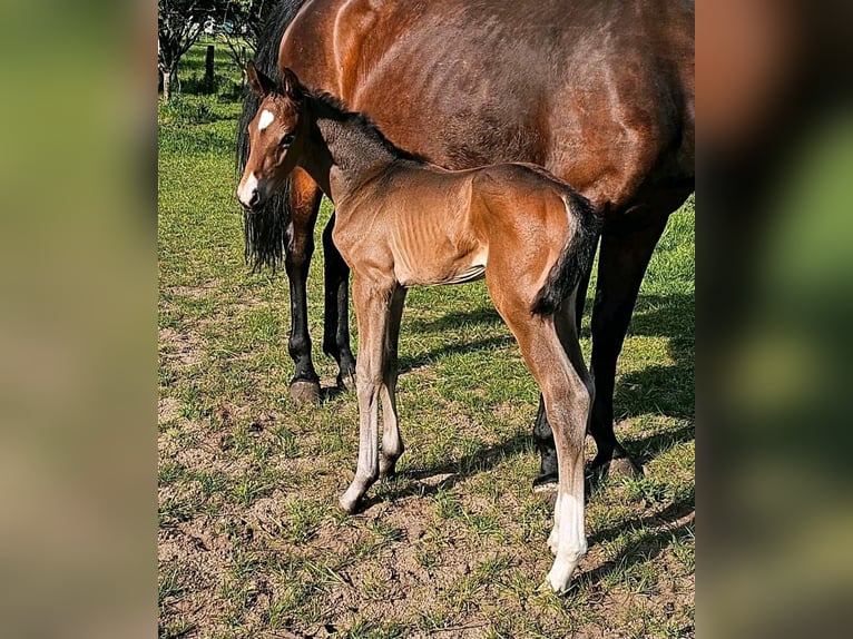 Caballo de deporte alemán Semental Potro (04/2024) 174 cm Castaño oscuro in Gollenberg