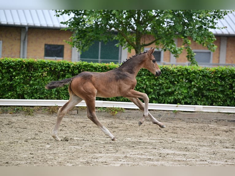 Caballo de deporte alemán Semental Potro (04/2024) 174 cm Castaño oscuro in Gollenberg