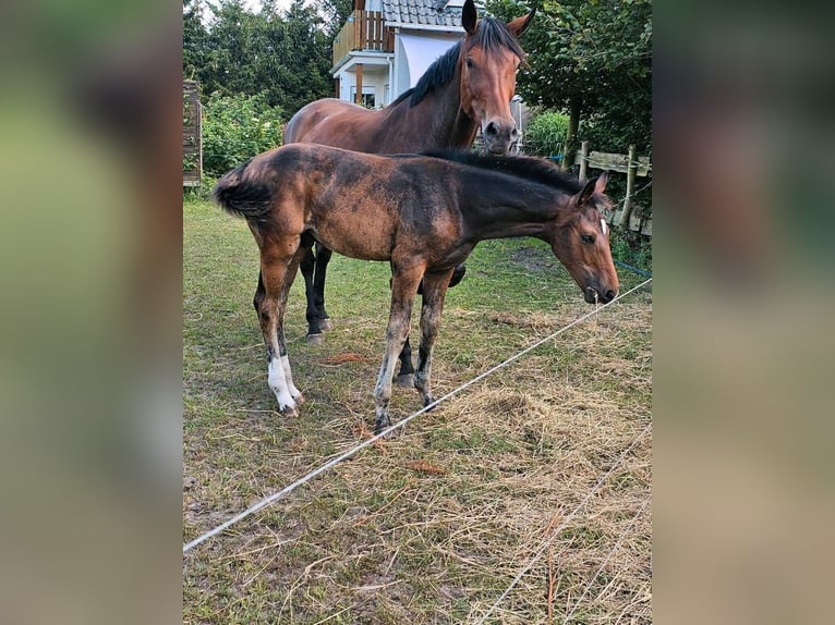 Caballo de deporte alemán Semental Potro (04/2024) 174 cm Castaño oscuro in Gollenberg