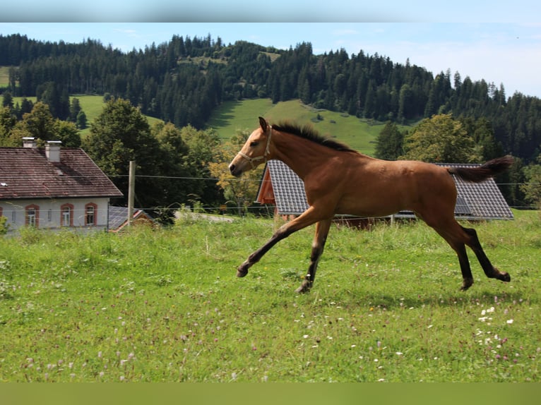 Caballo de deporte alemán Semental Potro (03/2025) 175 cm Buckskin/Bayo in Stiefenhofen