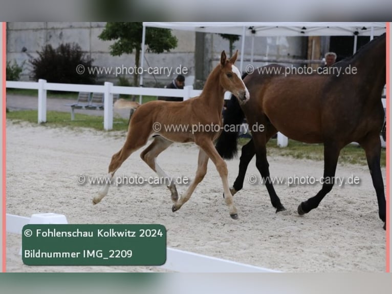 Caballo de deporte alemán Semental  175 cm Castaño in RadduschVetschau