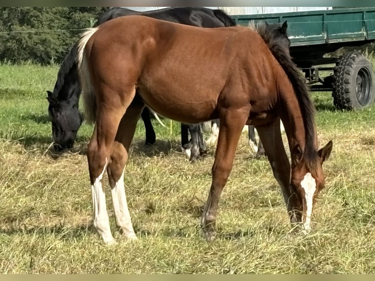 Caballo de deporte alemán Semental  175 cm Castaño in RadduschVetschau