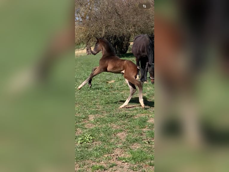 Caballo de deporte alemán Semental  175 cm Castaño oscuro in Brigachtal