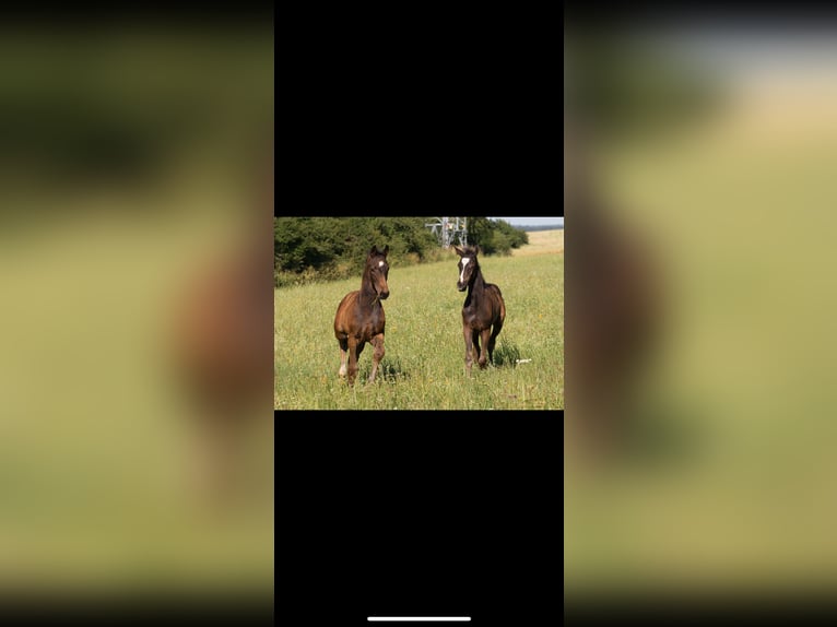 Caballo de deporte alemán Semental  175 cm Castaño oscuro in Brigachtal