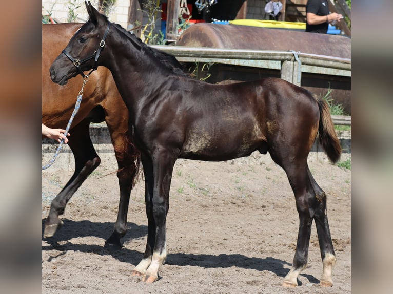 Caballo de deporte alemán Semental Potro (04/2024) 175 cm Negro in Stadelhofen