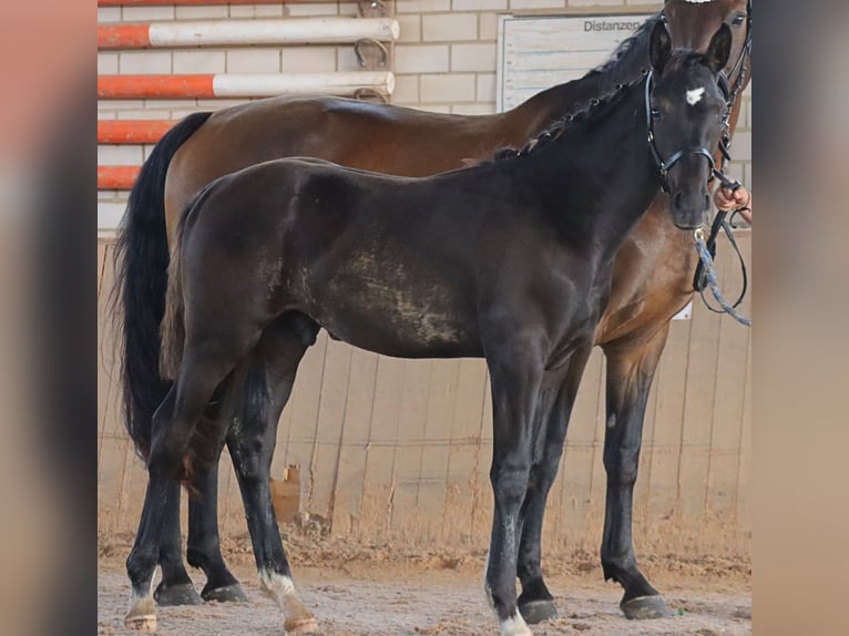 Caballo de deporte alemán Semental Potro (04/2024) 175 cm Negro in Stadelhofen