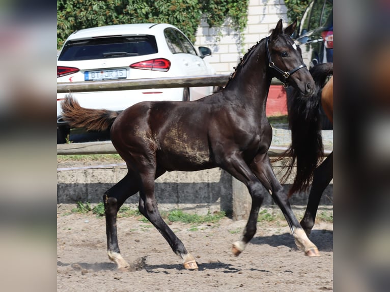 Caballo de deporte alemán Semental Potro (04/2024) 175 cm Negro in Stadelhofen