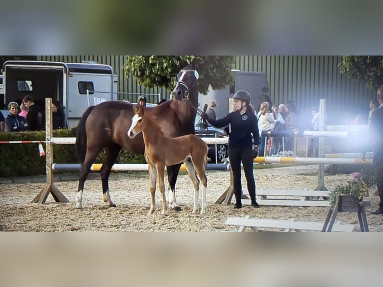 Caballo de deporte alemán Semental Potro (06/2026) Alazán in Barum