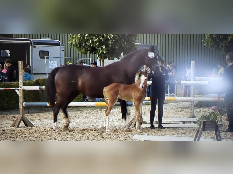 Caballo de deporte alemán Semental Potro (06/2026) Alazán in Barum