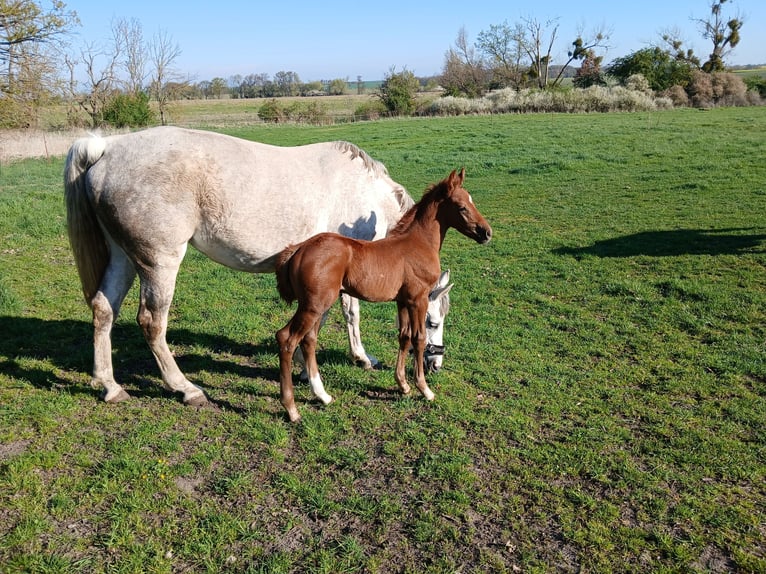 Caballo de deporte alemán Semental  Alazán in Hohenlochau