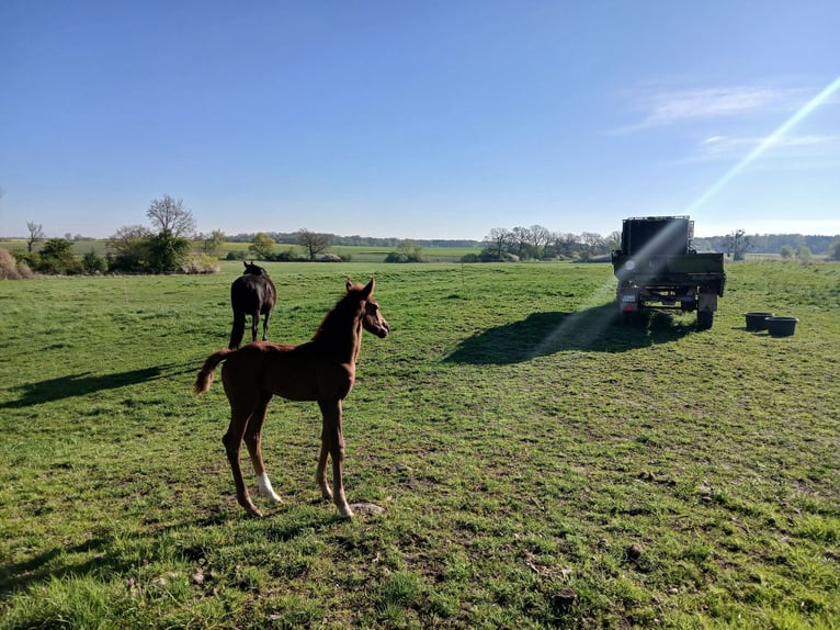 Caballo de deporte alemán Semental  Alazán in Hohenlochau