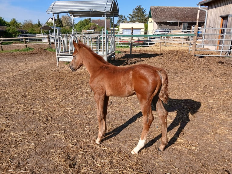 Caballo de deporte alemán Semental  Alazán in Hohenlochau