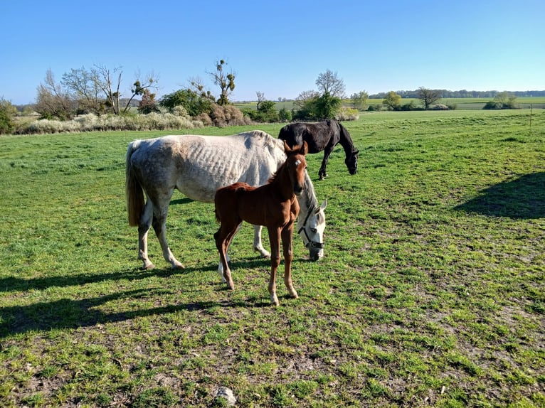 Caballo de deporte alemán Semental  Alazán in Hohenlochau