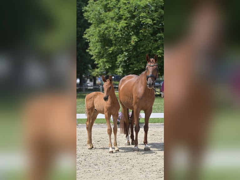 Caballo de deporte alemán Semental  Alazán in Burgen