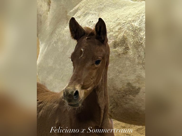 Caballo de deporte alemán Semental  Alazán in Heistenbach