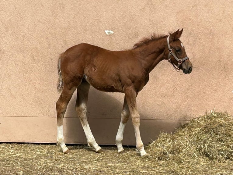 Caballo de deporte alemán Semental  Alazán in Weil