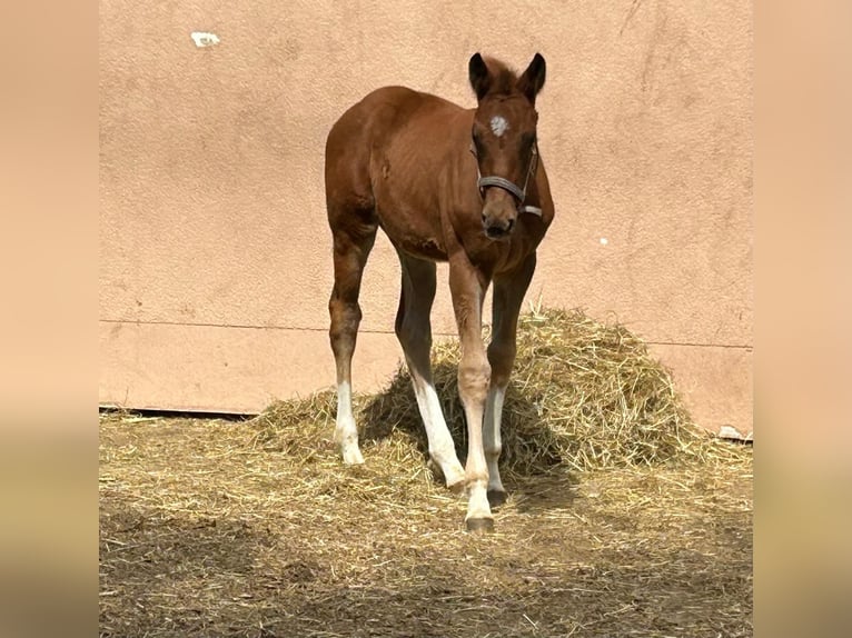 Caballo de deporte alemán Semental  Alazán in Weil