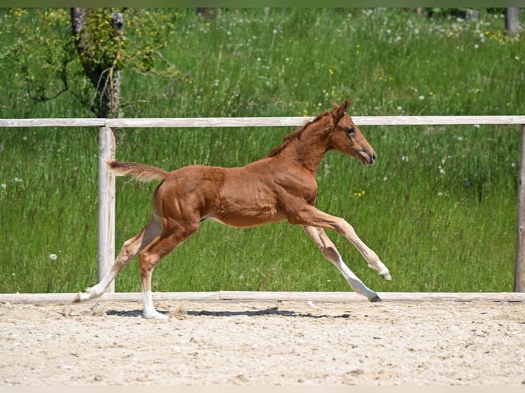 Caballo de deporte alemán Semental  Alazán in Weil