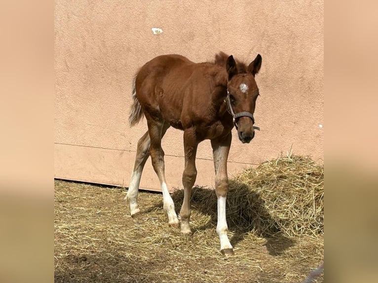 Caballo de deporte alemán Semental  Alazán in Weil