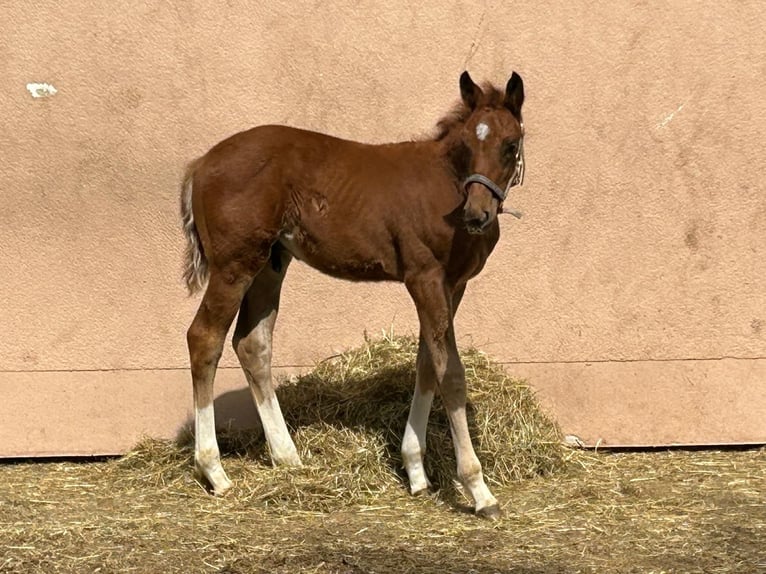 Caballo de deporte alemán Semental  Alazán in Weil