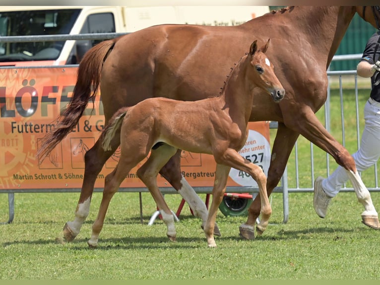 Caballo de deporte alemán Semental Potro (06/2025) Alazán in Gomadingen