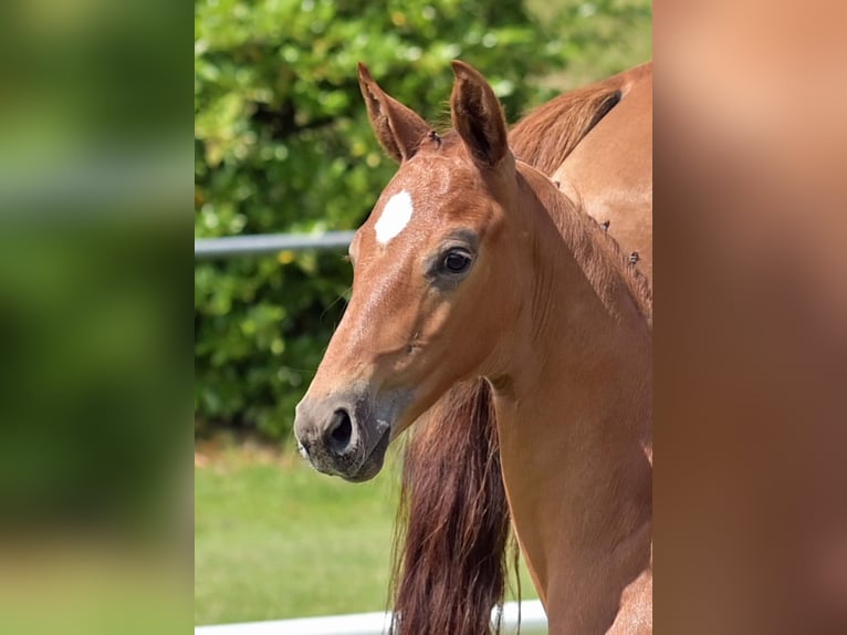 Caballo de deporte alemán Semental Potro (06/2025) Alazán in Gomadingen