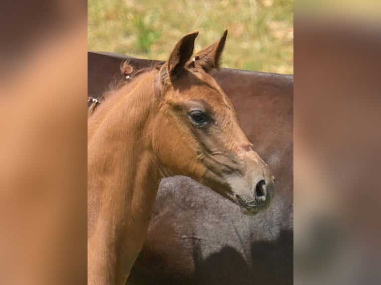 Caballo de deporte alemán Semental Potro (05/2025) Alazán in Gomadingen