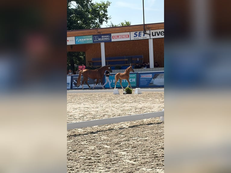 Caballo de deporte alemán Semental Potro (05/2026) Alazán in Lorch
