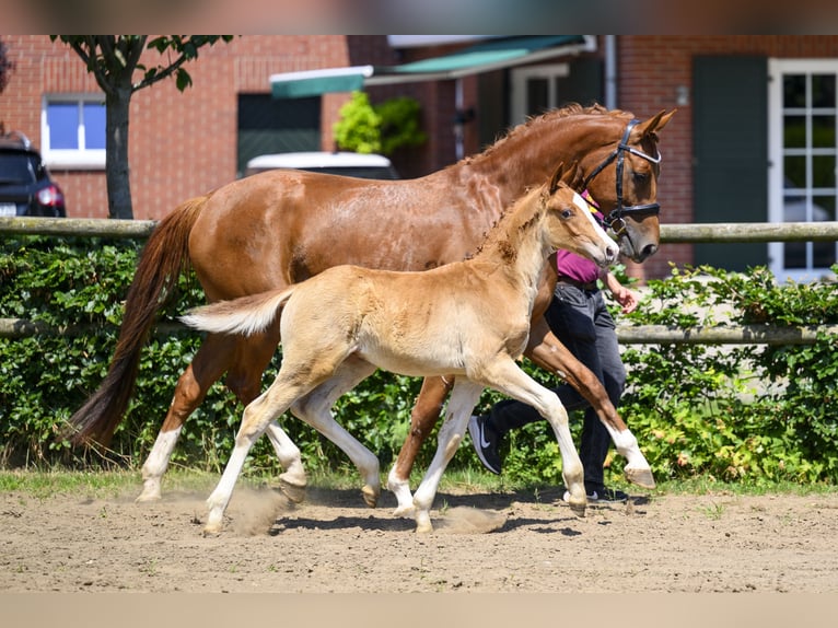 Caballo de deporte alemán Semental Potro (04/2026) Alazán in Moritzburg