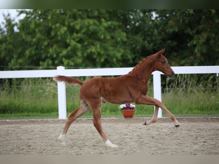 Caballo de deporte alemán Semental Potro (04/2026) Alazán in Moritzburg
