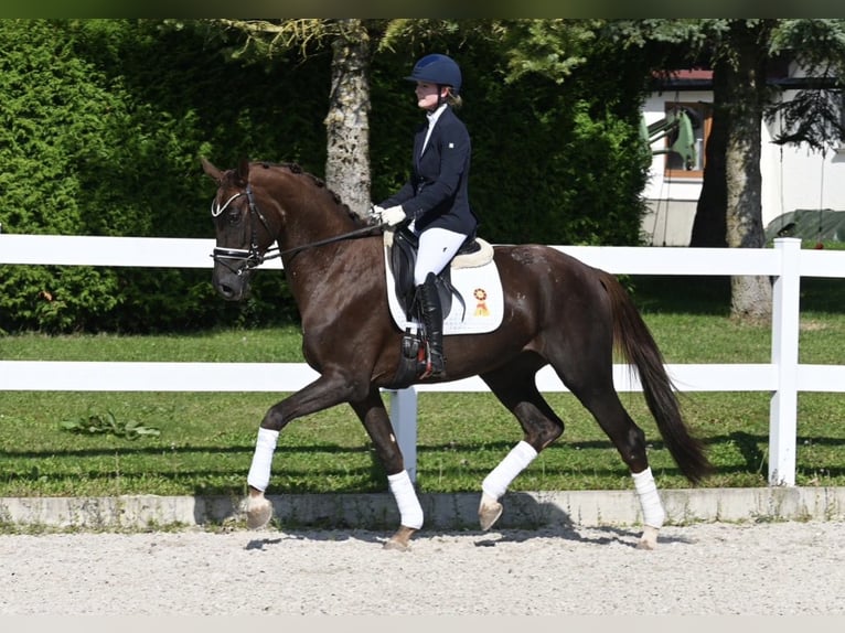 Caballo de deporte alemán Semental Potro (06/2026) Alazán in Öhringen