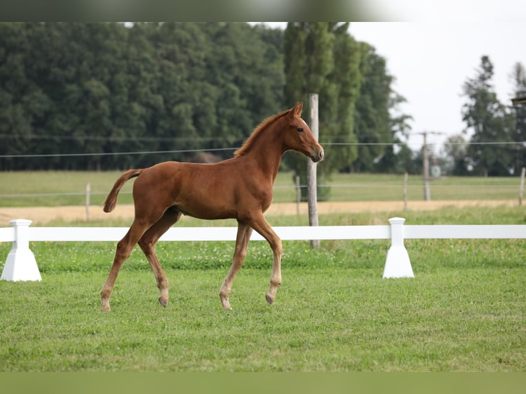 Caballo de deporte alemán Semental Potro (04/2024) Alazán in Postmünster