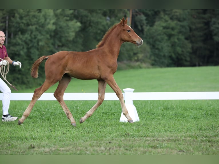 Caballo de deporte alemán Semental Potro (04/2024) Alazán in Postmünster