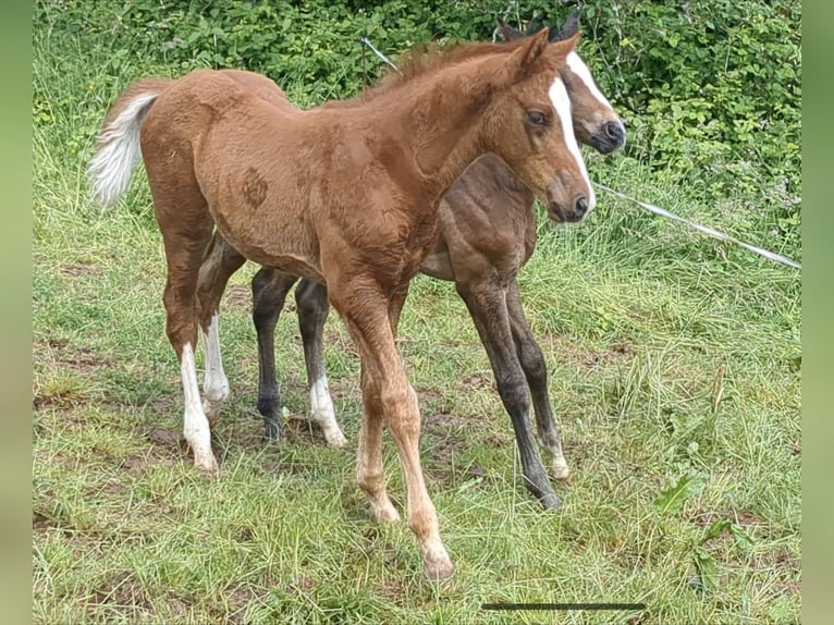 Caballo de deporte alemán Semental Potro (04/2024) Alazán in Bad König