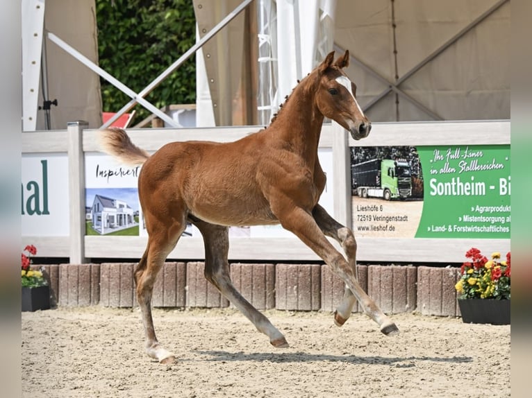 Caballo de deporte alemán Semental Potro (03/2025) Alazán in Villingen-Schwenningen