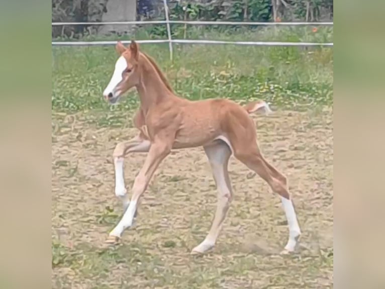 Caballo de deporte alemán Semental Potro (05/2025) Alazán in Ringelsdorf
