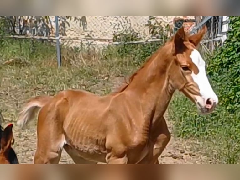 Caballo de deporte alemán Semental Potro (05/2025) Alazán in Ringelsdorf