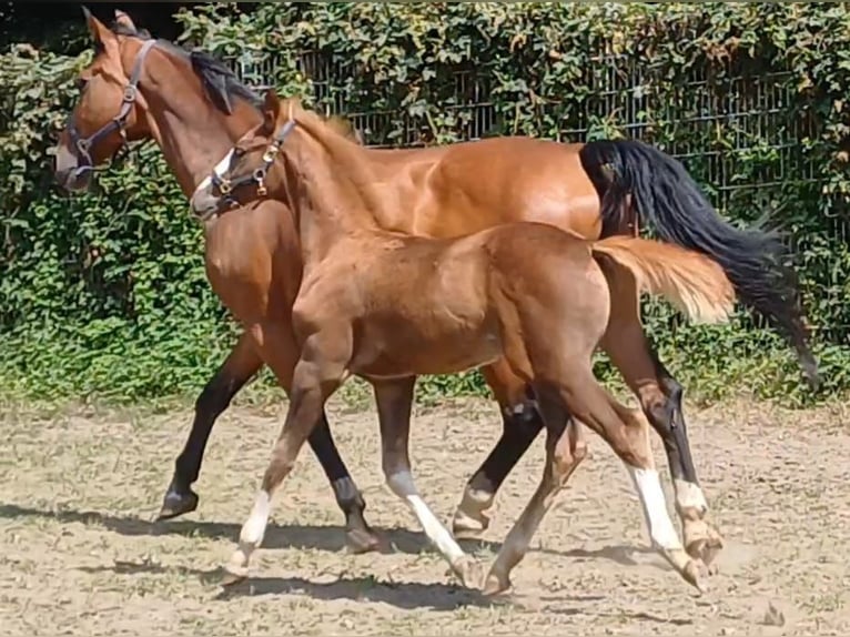 Caballo de deporte alemán Semental Potro (05/2025) Alazán in Ringelsdorf